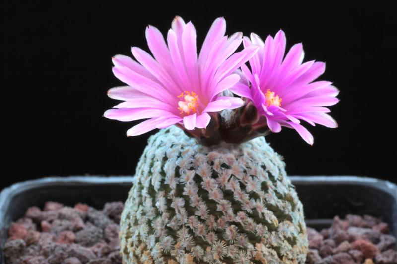 Turbinicarpus valdezianus 