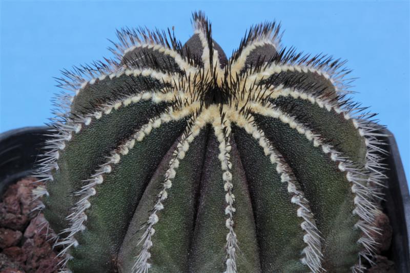 Uebelmannia pectinifera 