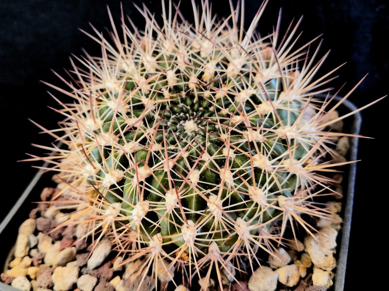 Sulcorebutia purpurea ssp. santiaginiensis HS118