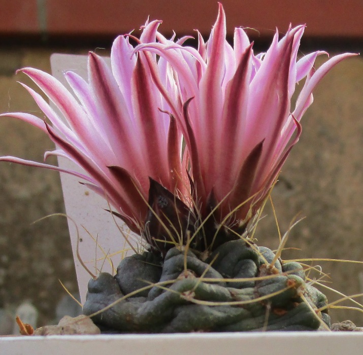 Echinocereus  knippelianus ssp. kruegeri 