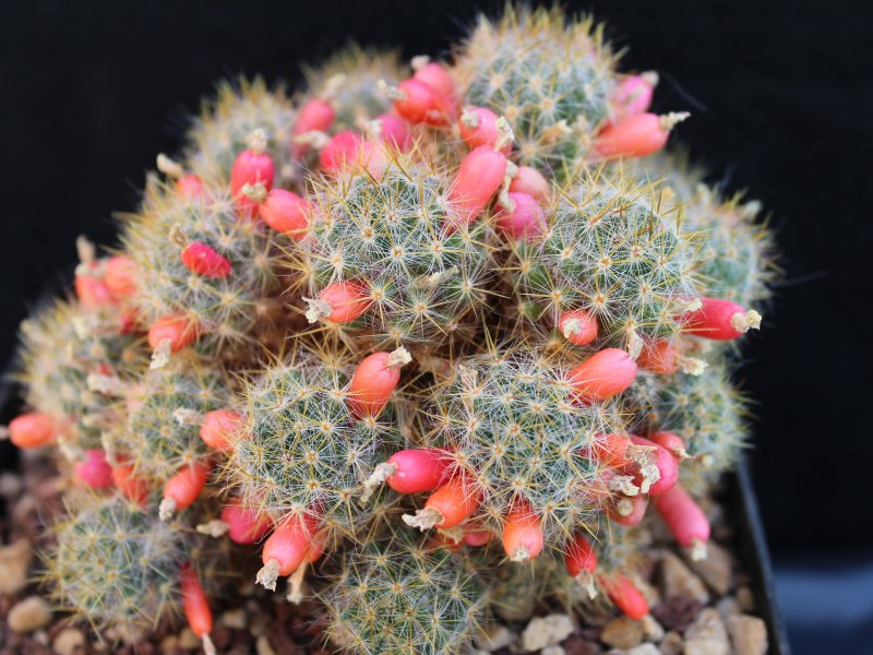 Mammillaria prolifera ssp. texana 