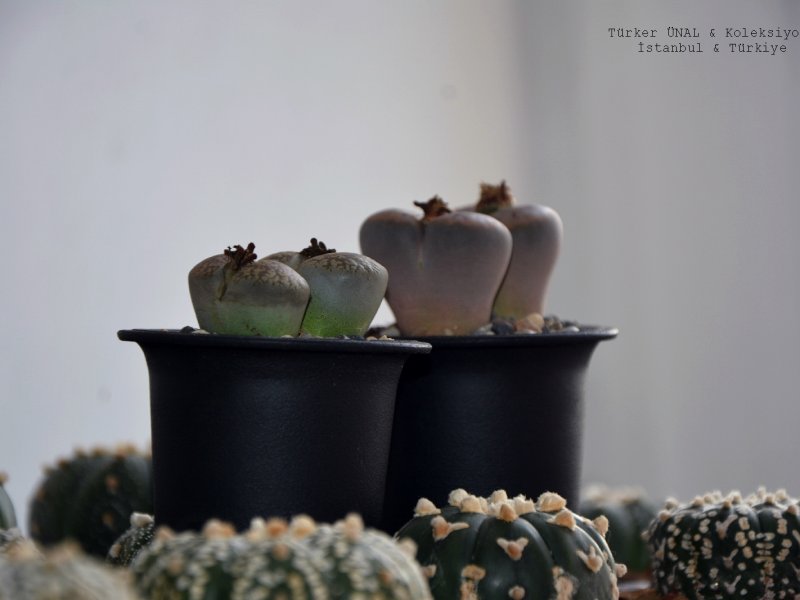  Astrophytum Asterias  & Lithops 