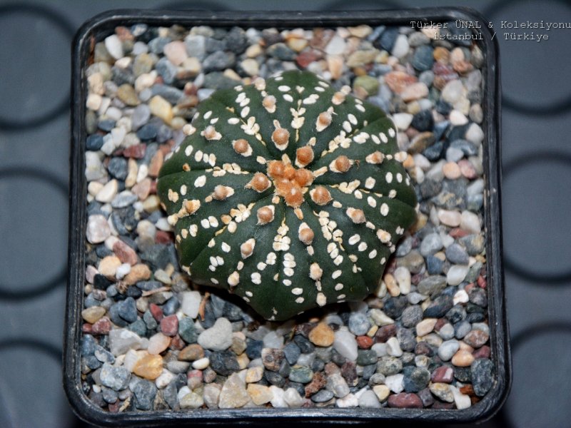 Astrophytum asterias cv. Super kabuto 