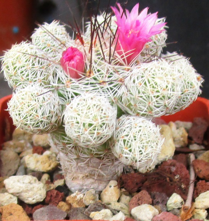 mammillaria vetula ssp. gracilis cv. ANTJE 