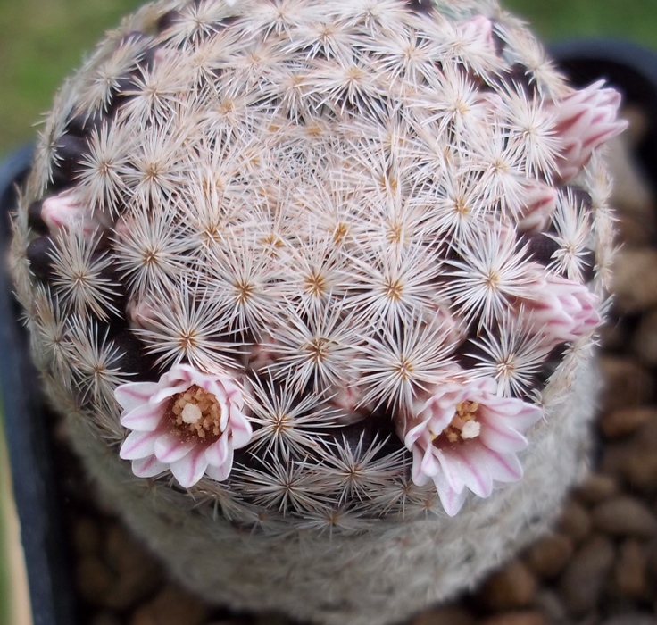 Mammillaria roseocentra 