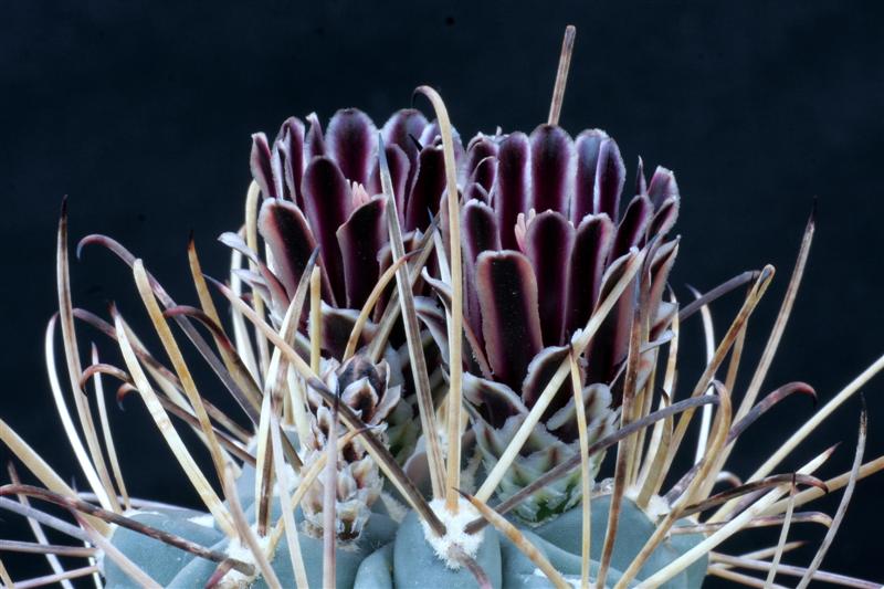 Ancistrocactus uncinatus 