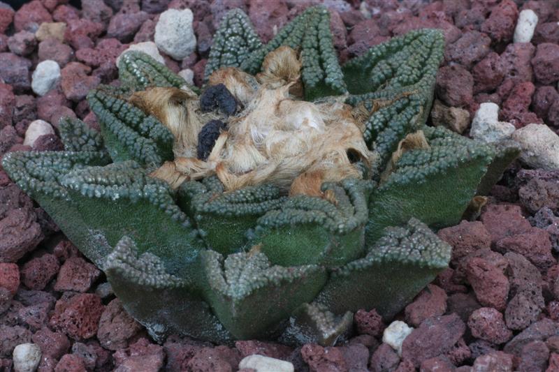 Ariocarpus fissuratus v. hintonii 