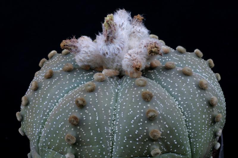 Astrophytum asterias 