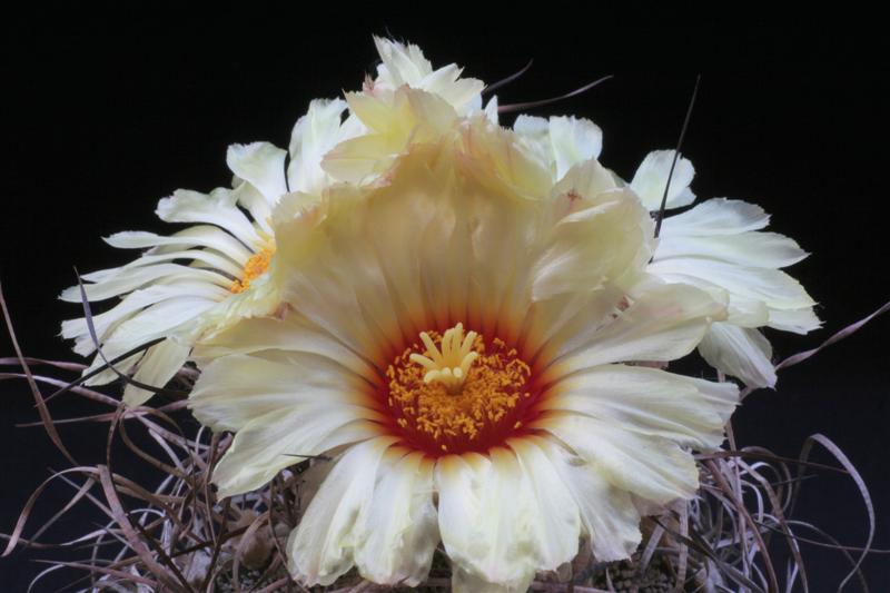 Astrophytum capricorne 