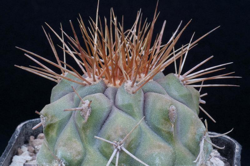 Copiapoa tenebrosa 