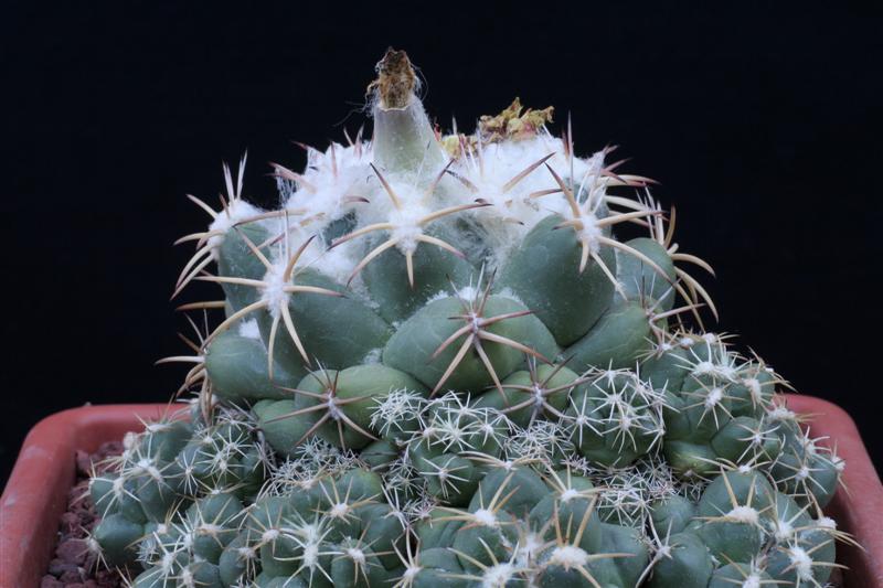 Coryphantha elephantidens 