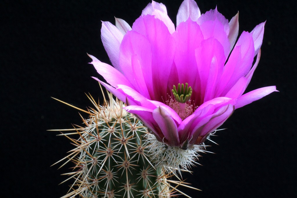 Echinocereus pectinatus v. chrysacanthus 