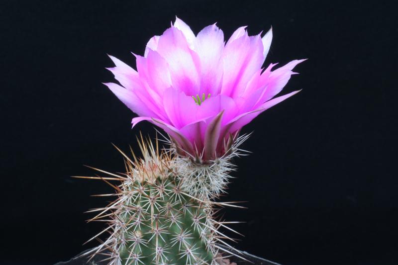 Echinocereus  engelmannii v. chrysocentrus 