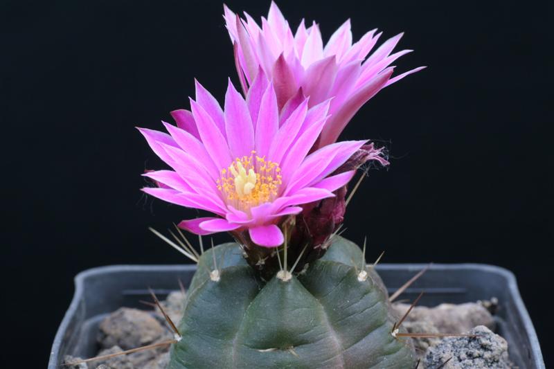 Echinocereus  knippelianus v. reyesii 