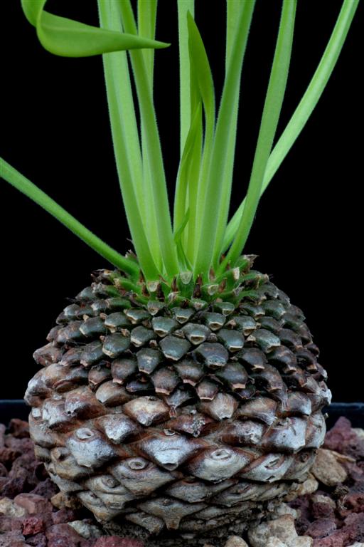 Euphorbia bupleurifolia 