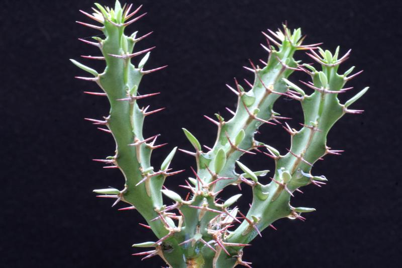 Euphorbia heterochroma 