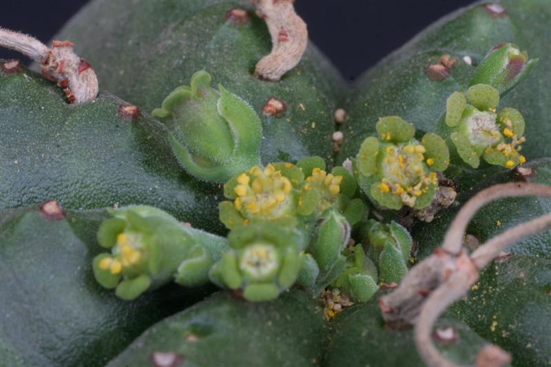 Euphorbia meloformis 