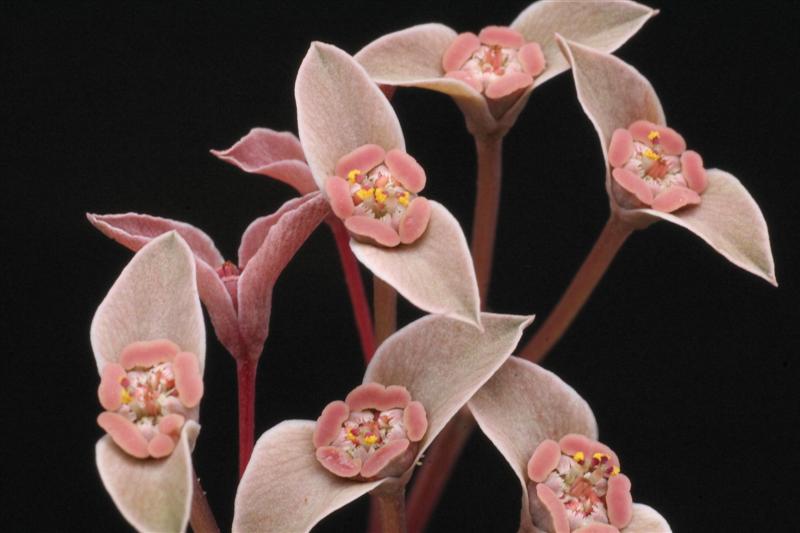 Euphorbia moratii 