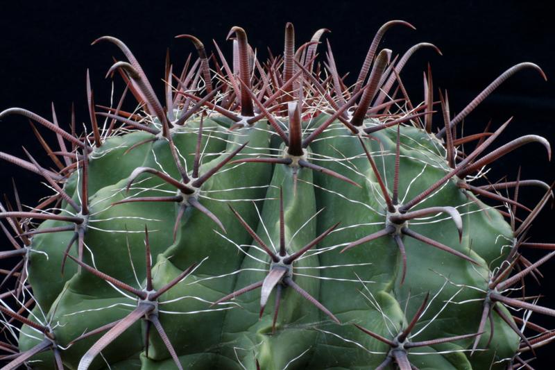 Ferocactus wislizeni ssp. herrerae 