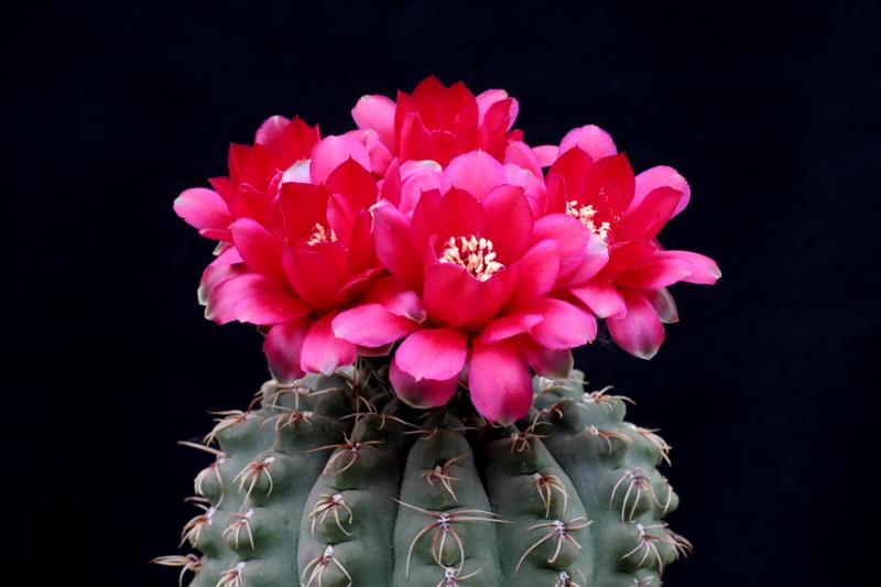 Gymnocalycium baldianum 