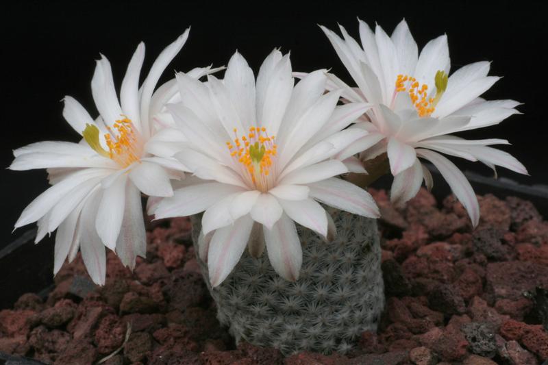 Mammillaria herrerae v. albiflora 