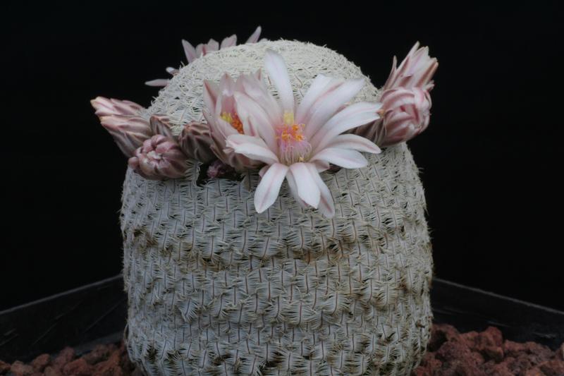 Mammillaria pectinifera 