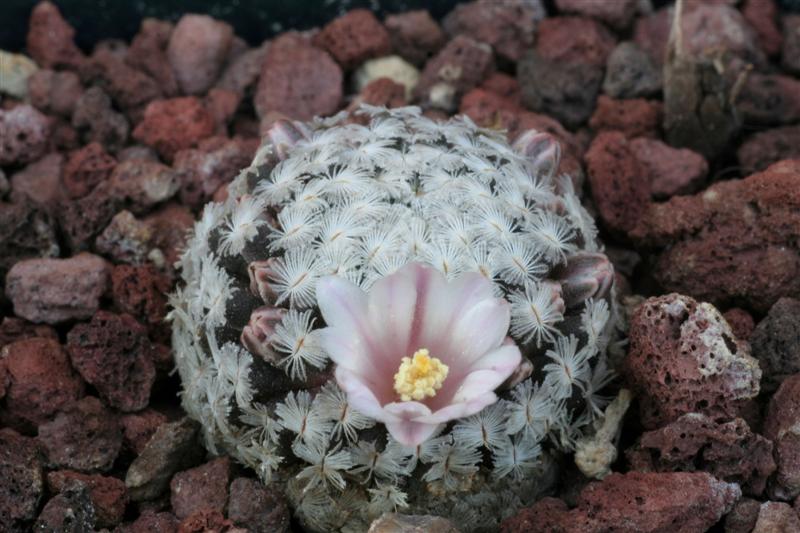 Mammillaria sanchez-mejoradae 