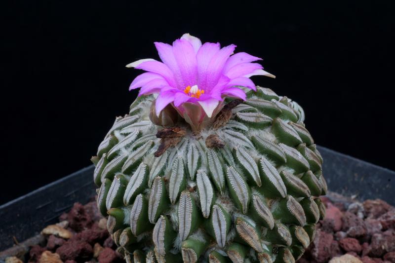 Pelecyphora aselliformis 