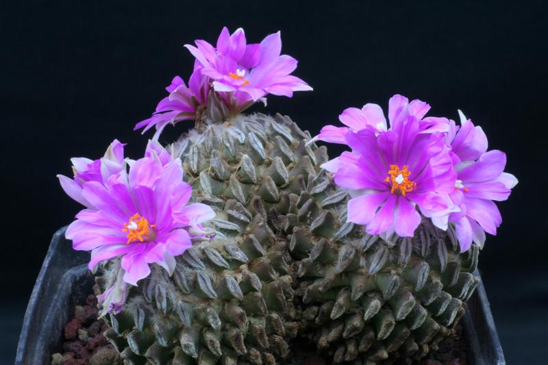 Pelecyphora aselliformis 