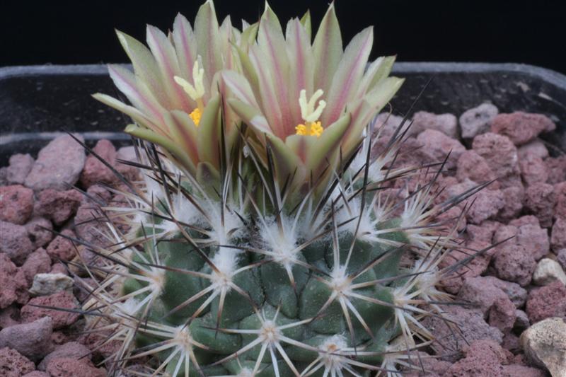 Rapicactus beguinii ssp. hintoniorum 