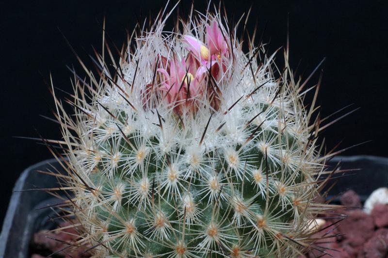 Rapicactus subterraneus ssp. zaragosae 