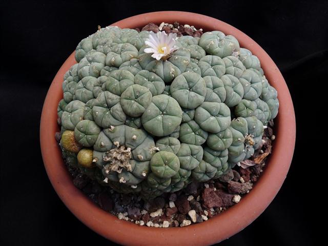 Lophophora williamsii f. caespitosa 