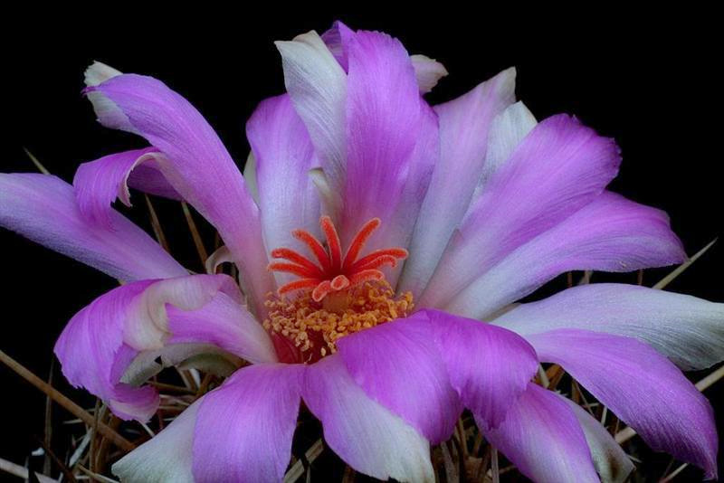 Thelocactus bicolor 