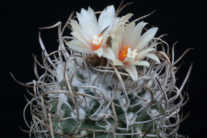 Turbinicarpus flaviflorus 