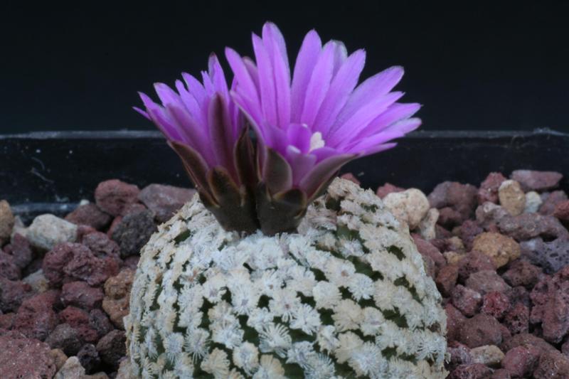 Turbinicarpus valdezianus 