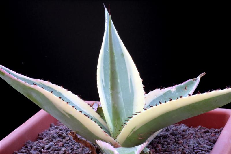 Agave guengola cv. creme brul 