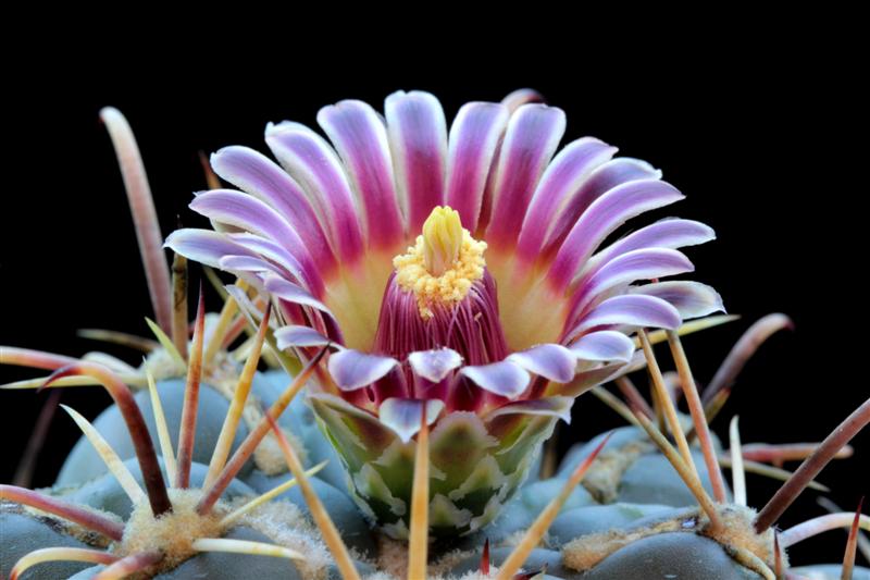 Ancistrocactus mathssonii 