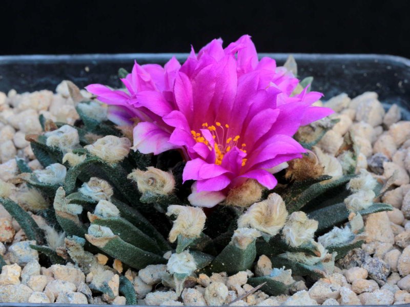 Ariocarpus agavoides 