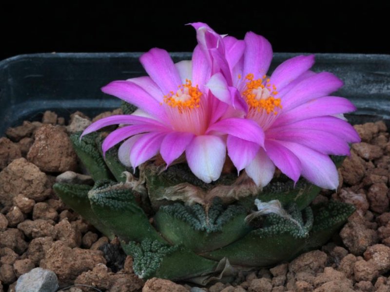 Ariocarpus bravoanus ssp. hintonii 