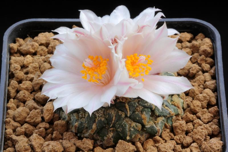 Ariocarpus kotschoubeyanus v. albiflorus 