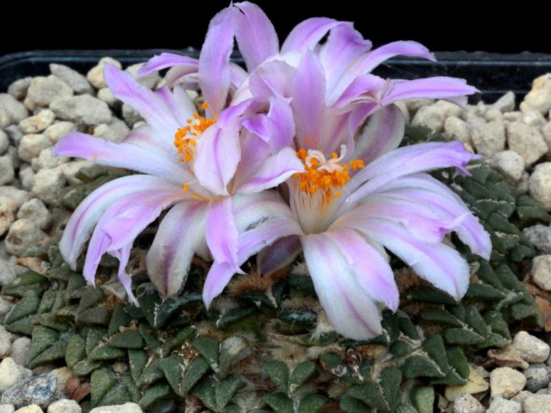 Ariocarpus kotschoubeyanus v. macdowellii 