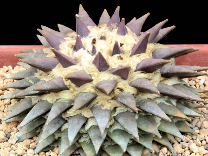 Ariocarpus retusus 