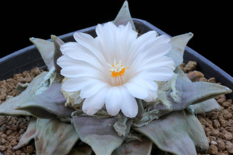 Ariocarpus retusus 