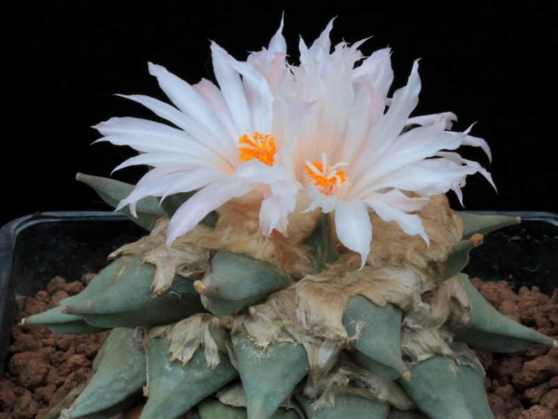 Ariocarpus retusus 