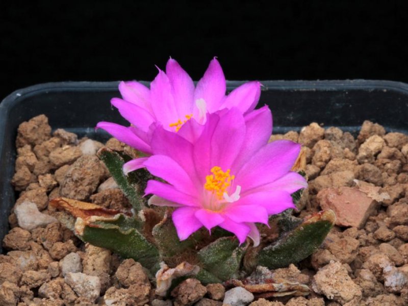 Ariocarpus scaphirostris 