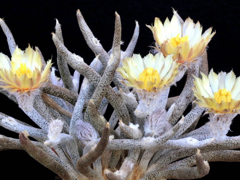 Astrophytum caput-medusae 