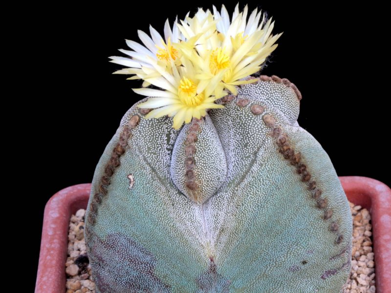 Astrophytum myriostigma f. tricostatum 