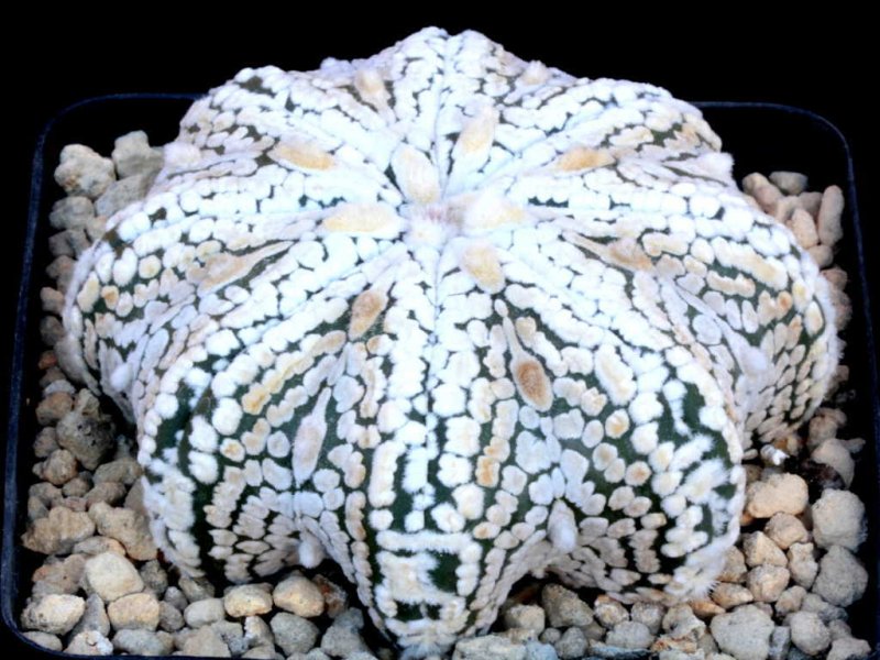 Astróphytum asterias 'Super Kabuto' star shape type 