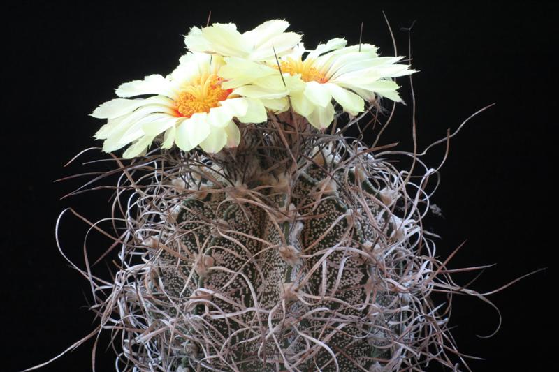 Astrophytum capricorne 