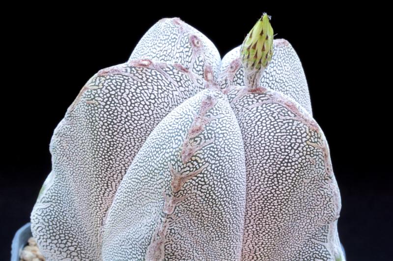 Astrophytum myriostigma cv. onzuka 